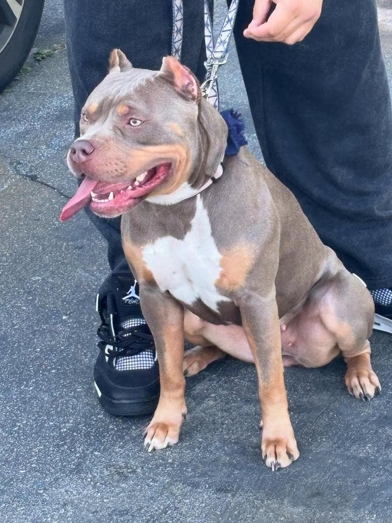 Selective Line Kennels - Chanel