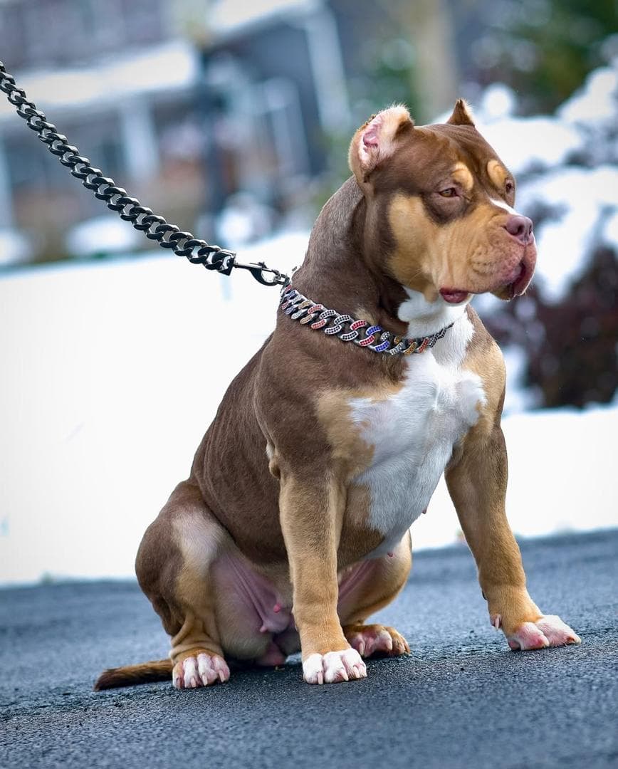 Selective Line Kennels - Chanel