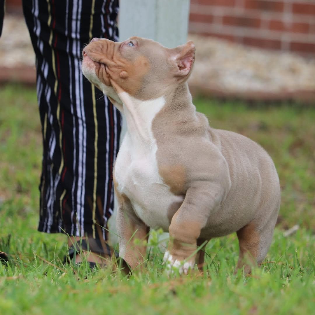 Selective Line Kennels - Legacy