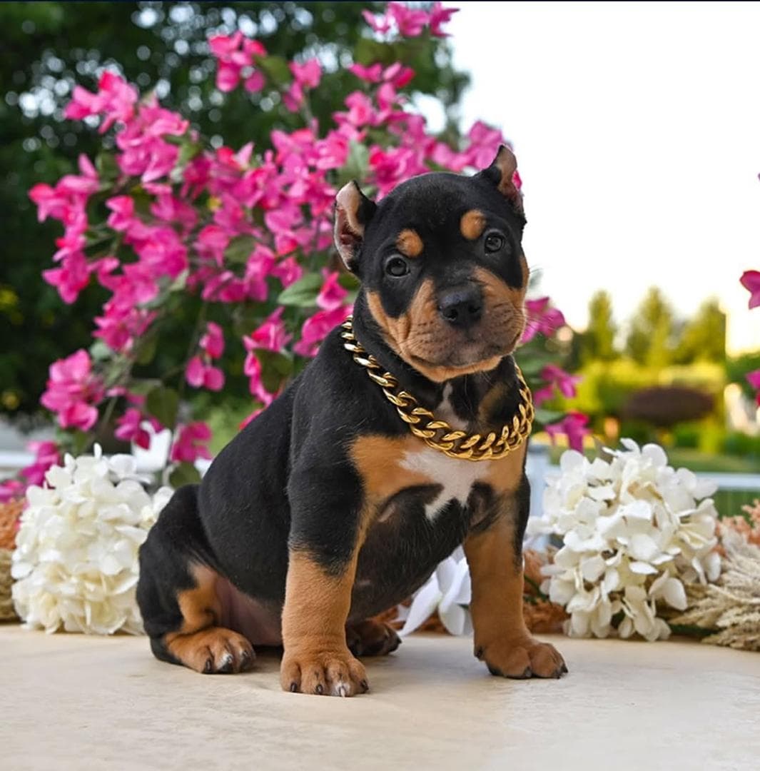 Selective Line Kennels - Legacy