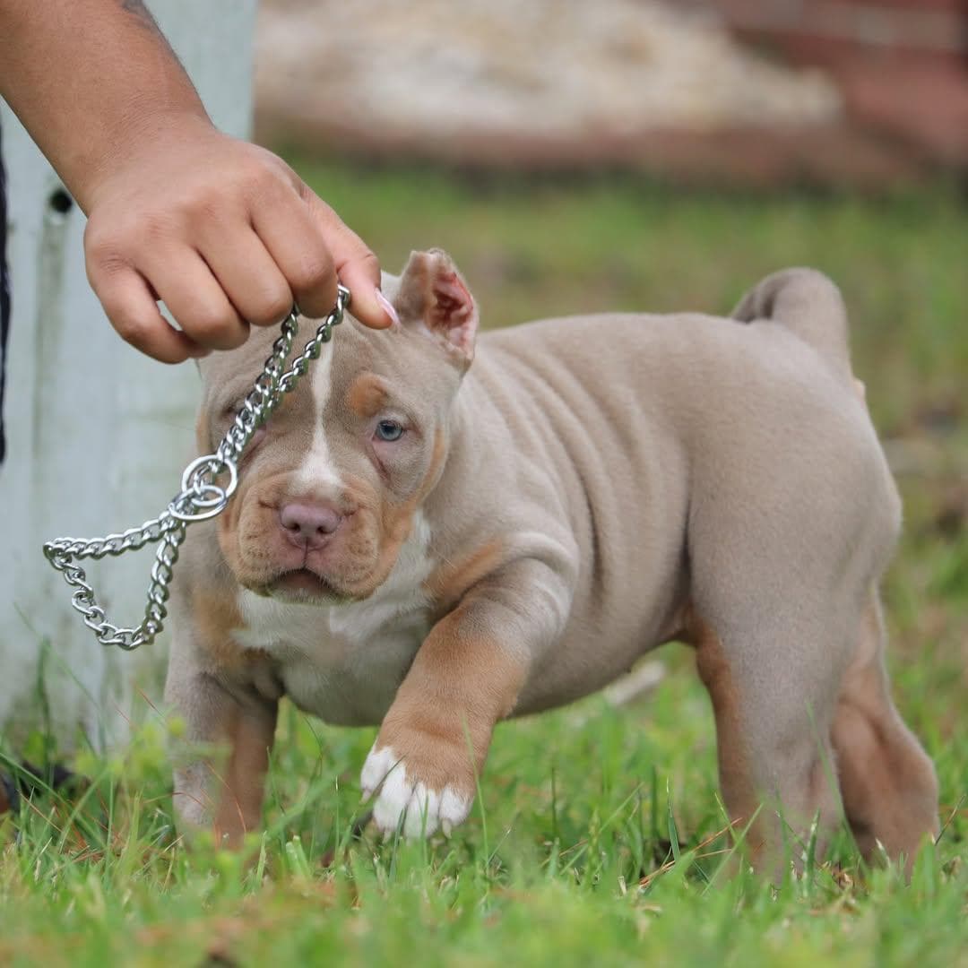 Selective Line Kennels - Legacy