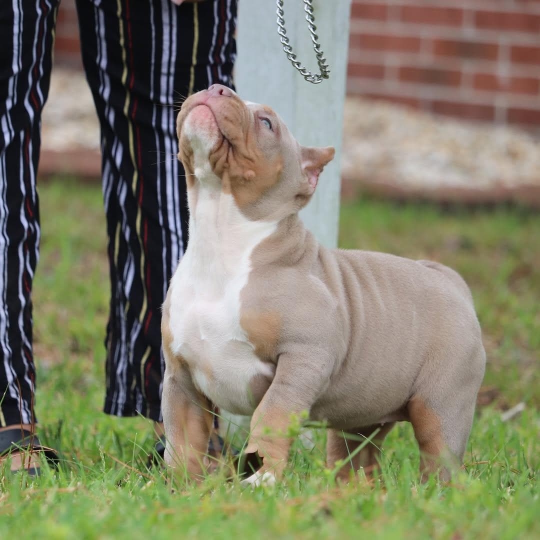 Selective Line Kennels - Legacy