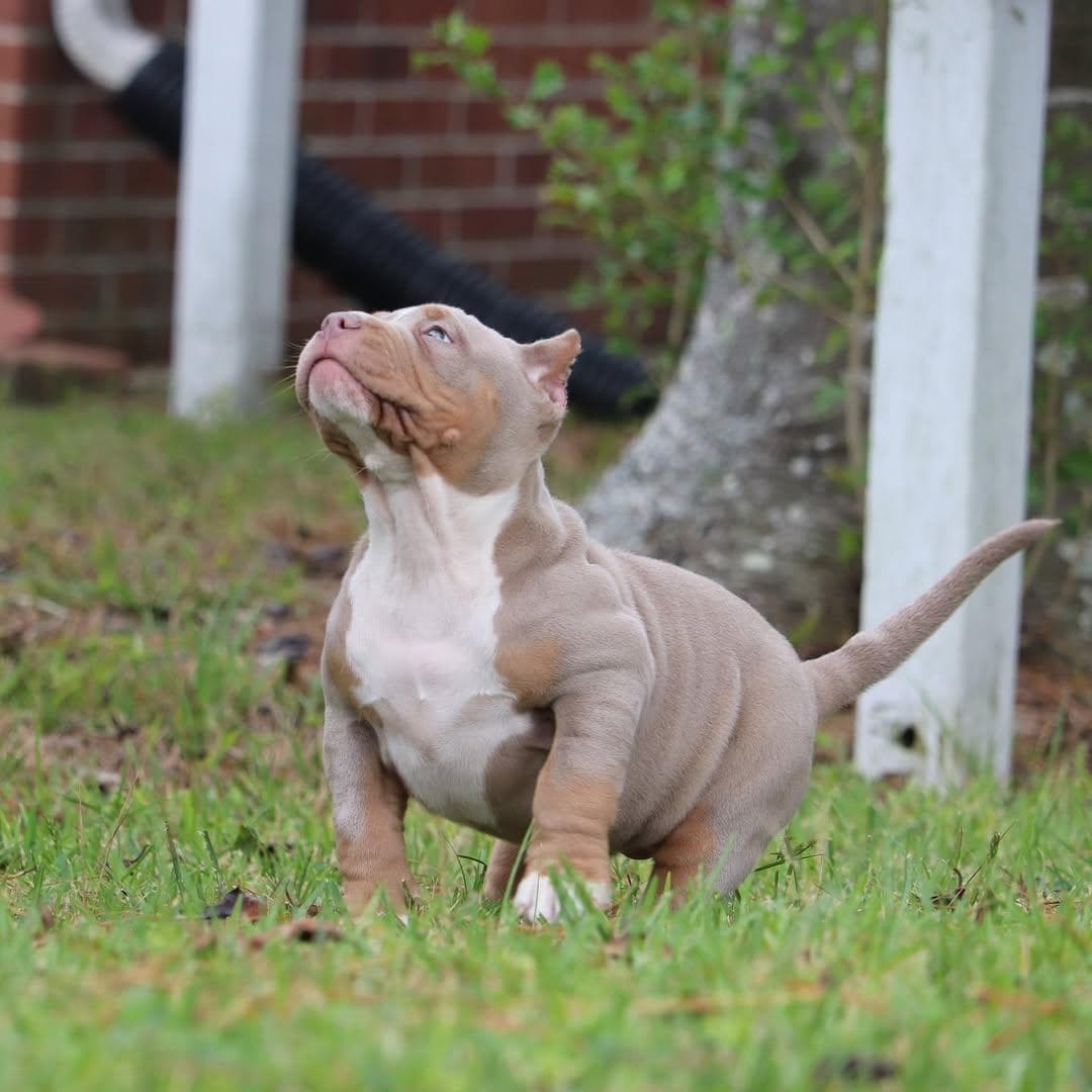 Selective Line Kennels - Legacy
