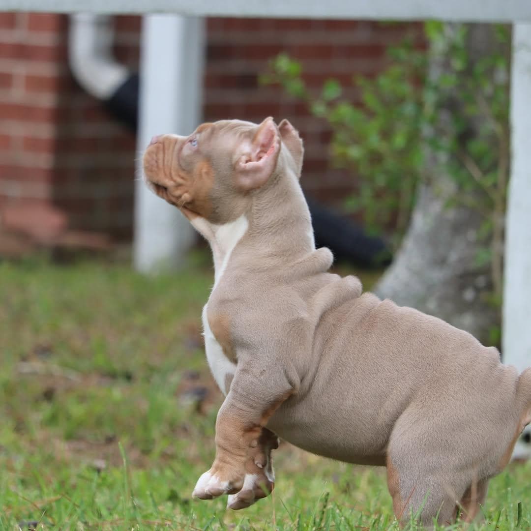 Selective Line Kennels - Legacy