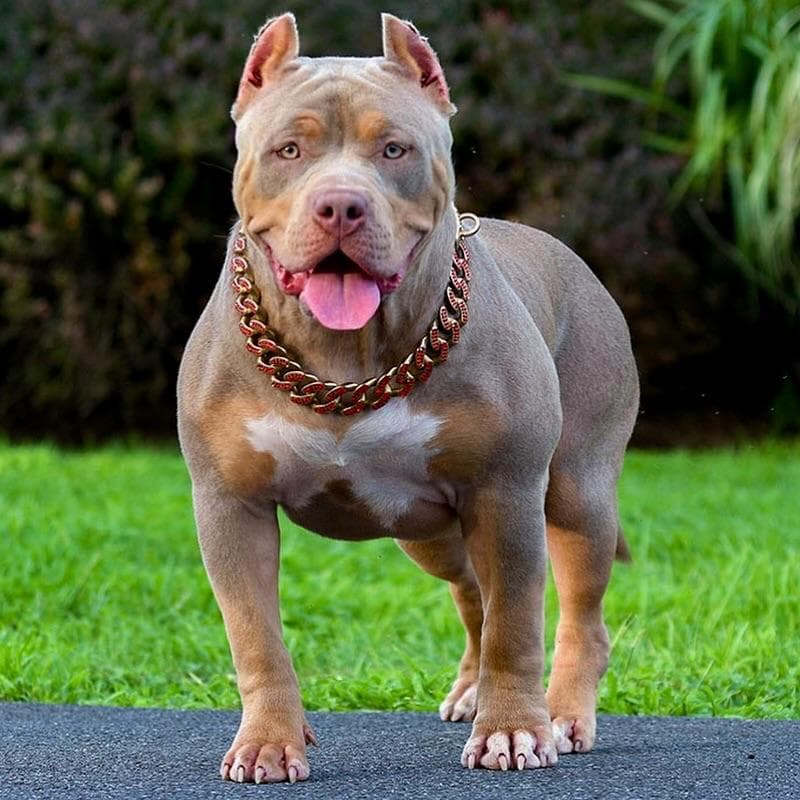 Selective Line Kennels - Legacy