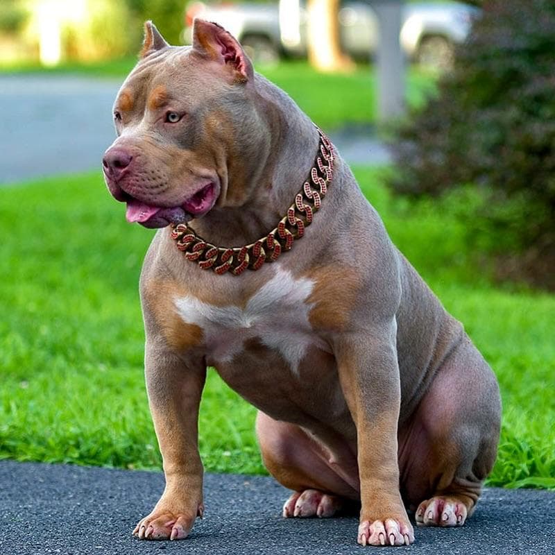 Selective Line Kennels - Legacy