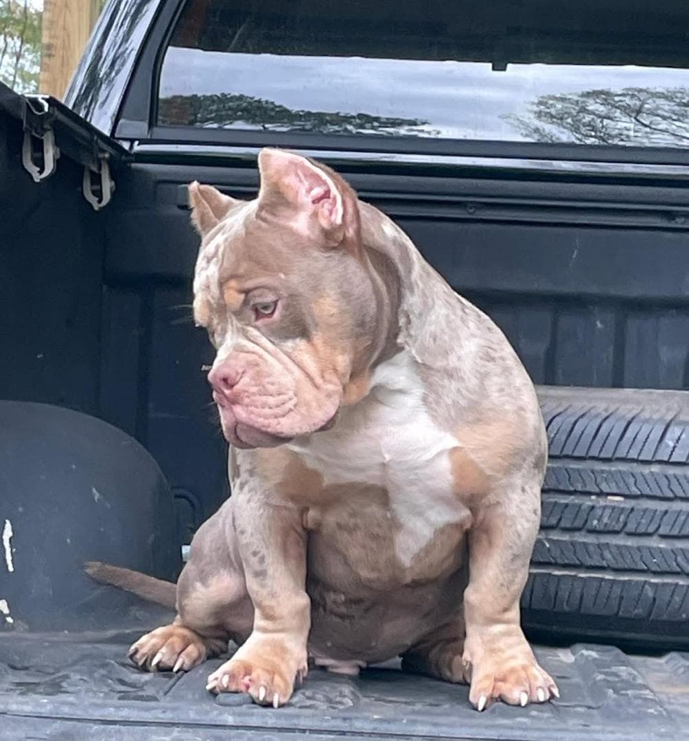 Selective Line Kennels - Legacy