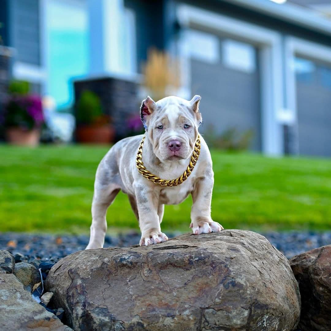 Booty-Ham gallery image 2