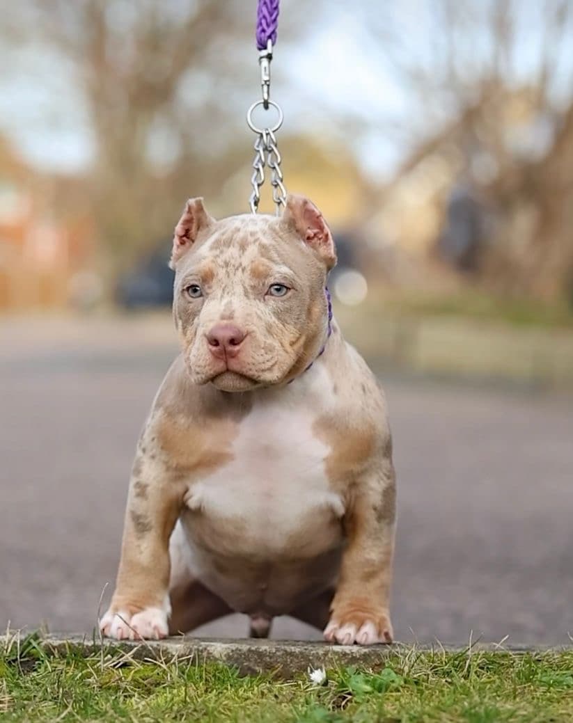 Jules gallery image 2