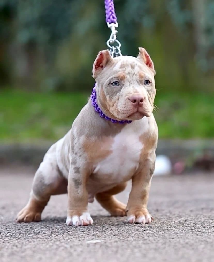 Jules gallery image 3