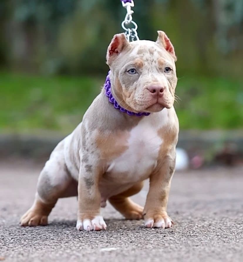 Jules gallery image 4