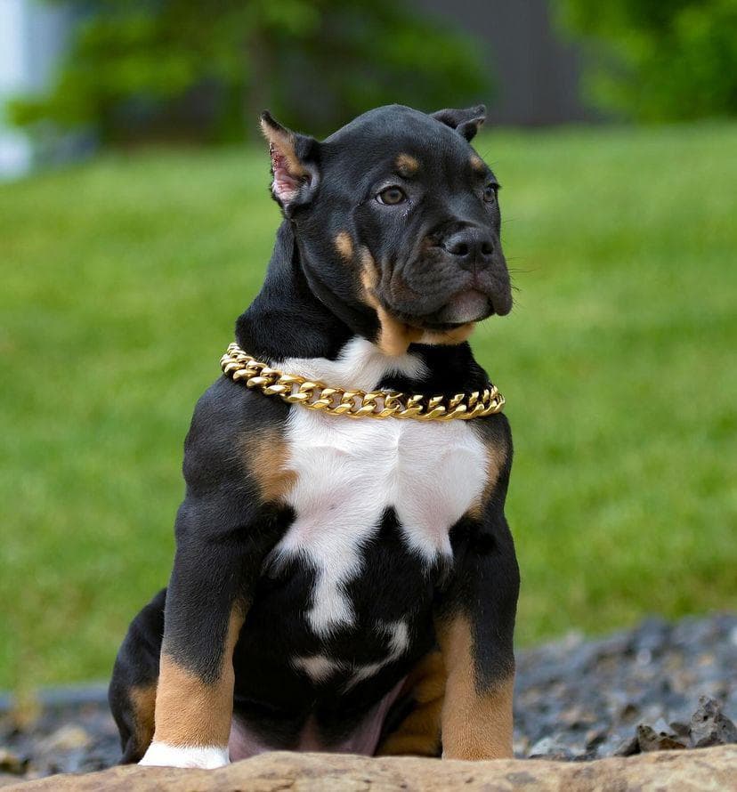 Kira gallery image 2